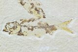 Three Knightia Fossil Fish - Wyoming #108669-3